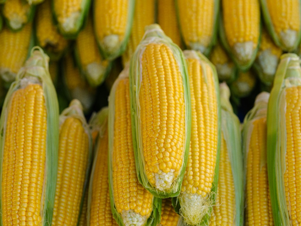 Sweet Corn