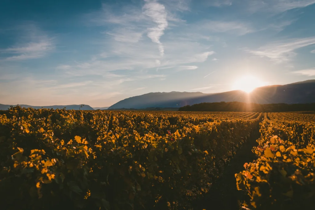 Vineyard landscape